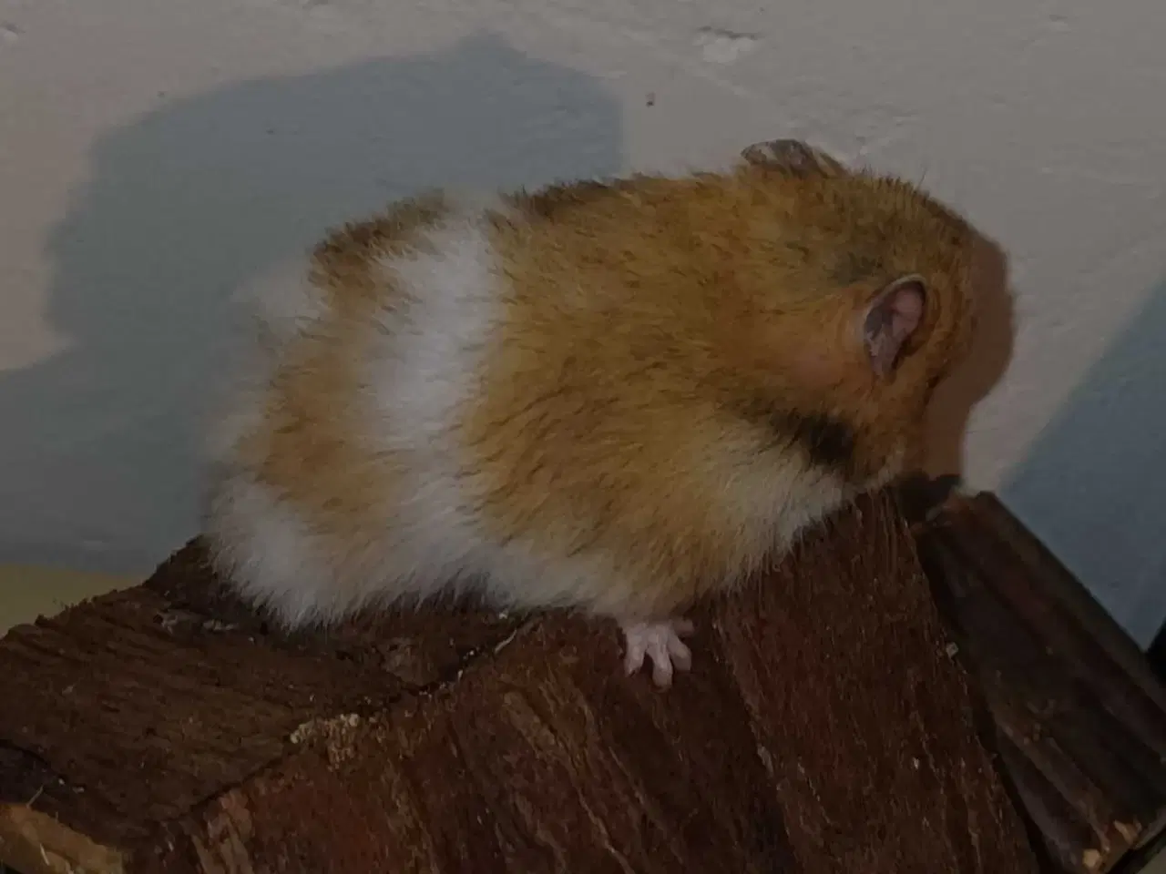 Billede 19 - Guldhamster unger