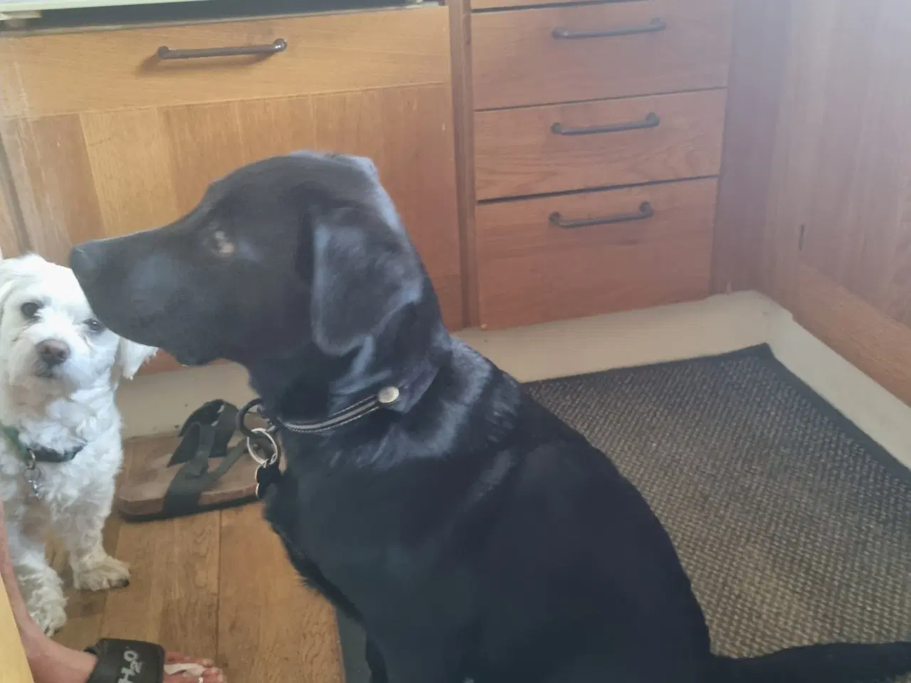 Billede 2 - Hunde sælges  . Labrador  boider collie 