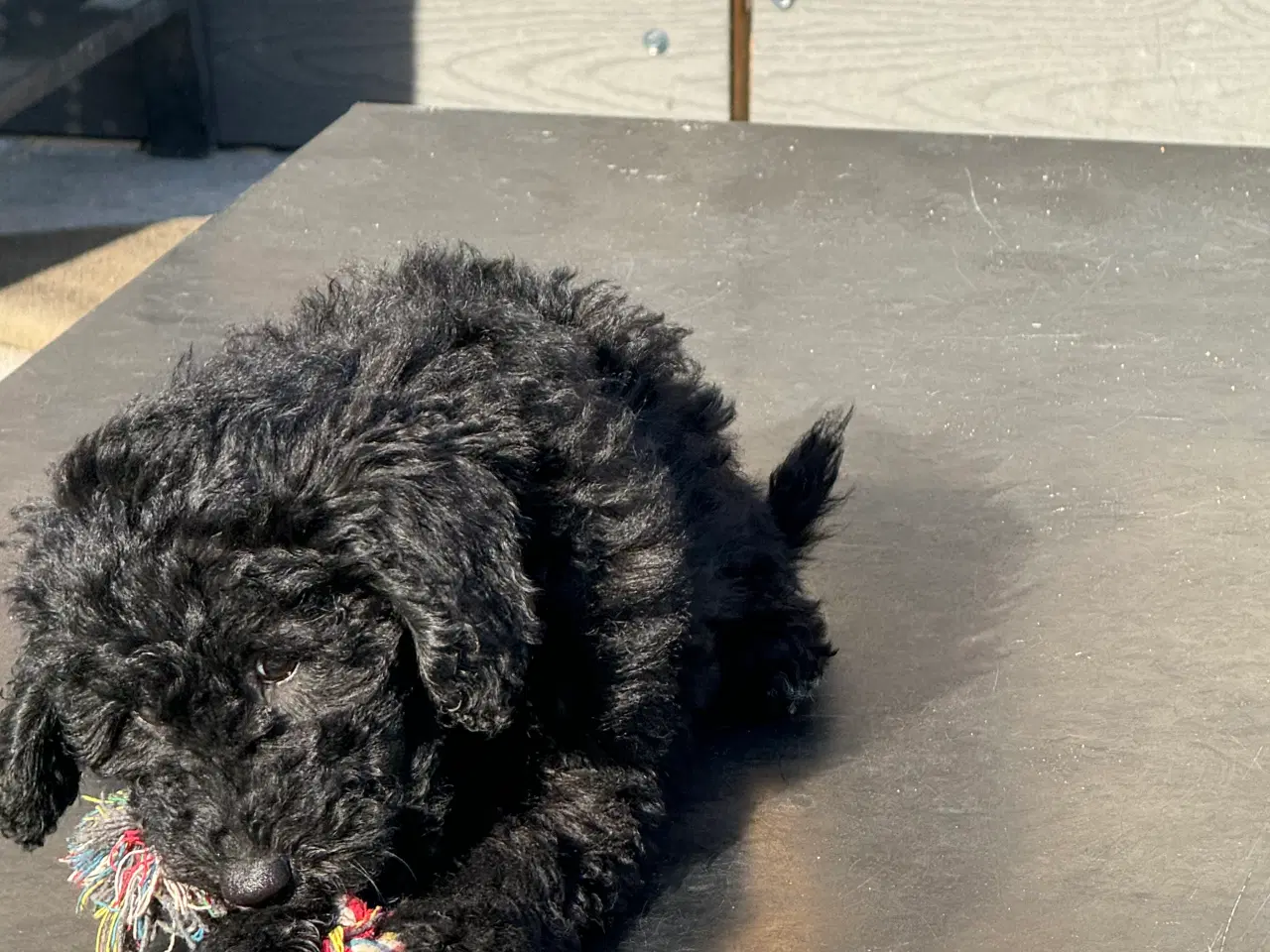 Billede 7 - Ny Pris ! Goldendoodle  mellem str Rejseklar 