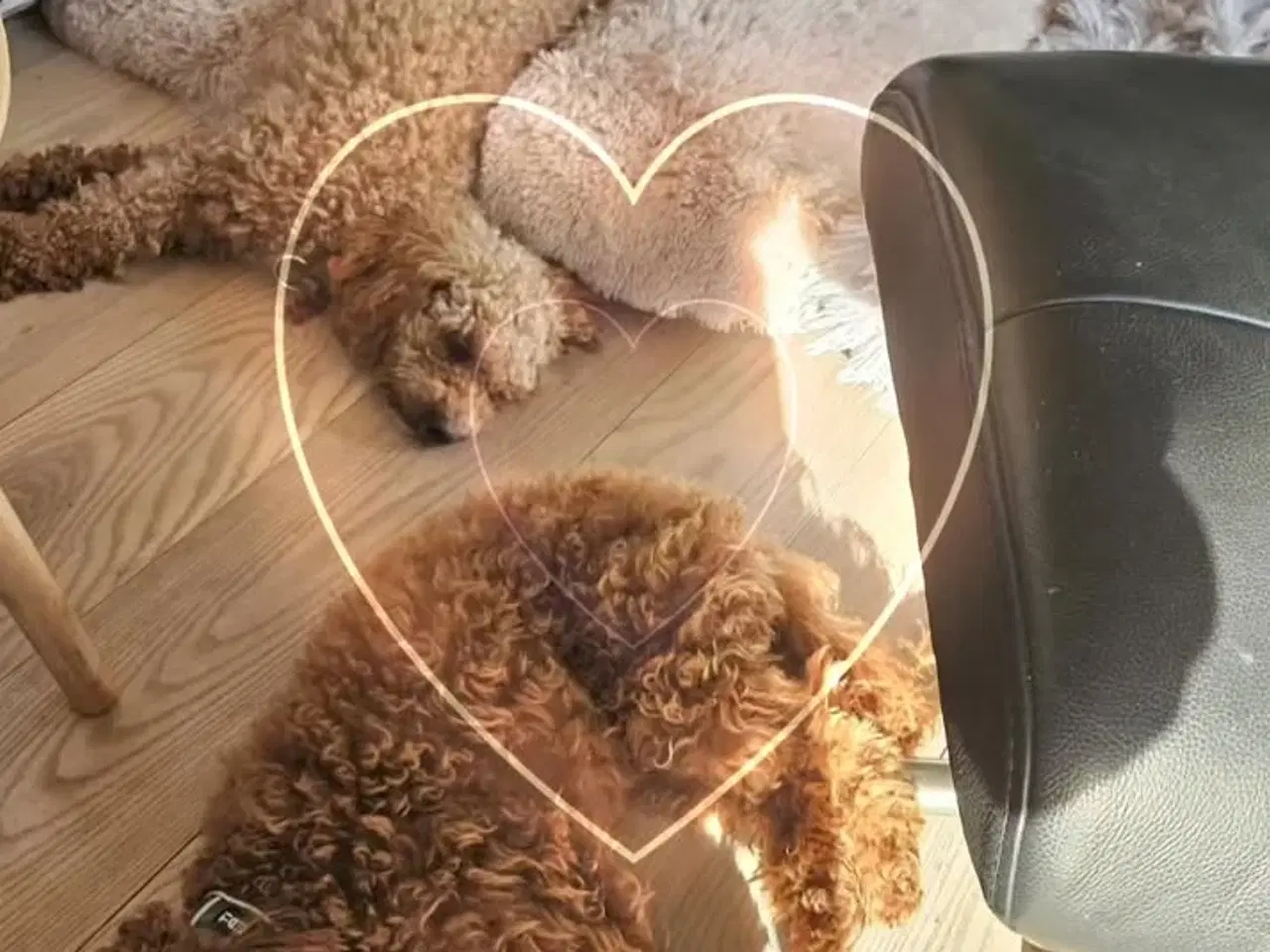 Billede 1 - toy/dværg puddel Hvalpe i vente