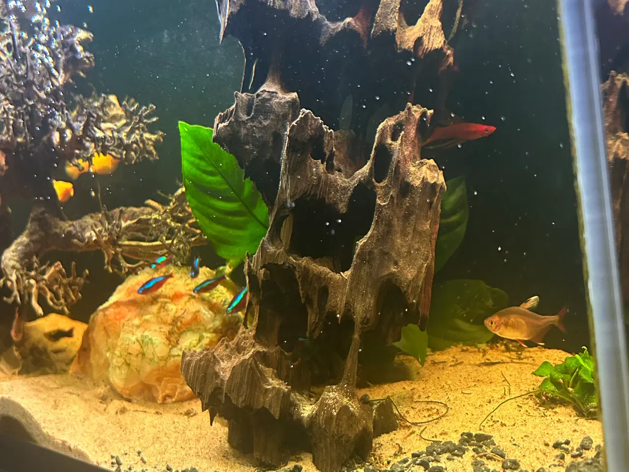 Billede 4 - Fineste akvarie + indhold sælges.