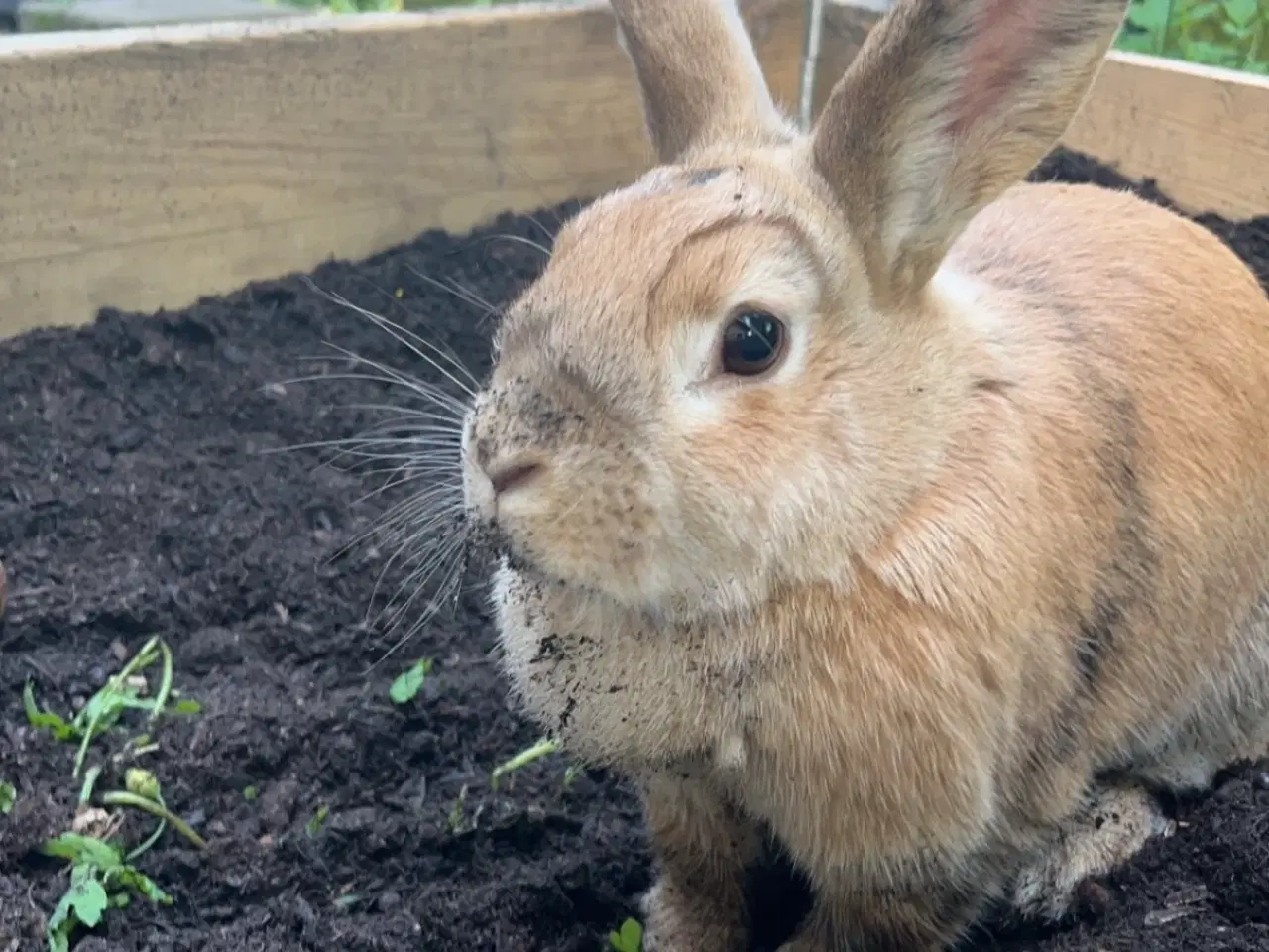 Billede 7 - 2 søde kaniner søger nyt hjem