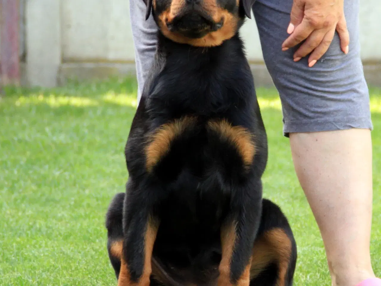 Billede 2 - 12 mdr l Rottweiler tæve af den tyske kraftige typ