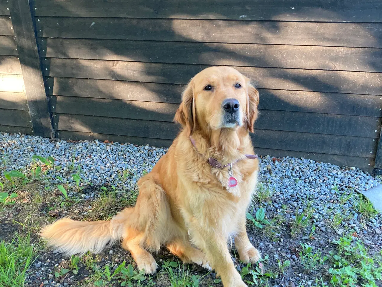 Billede 4 - Golden Retriever hvalpe