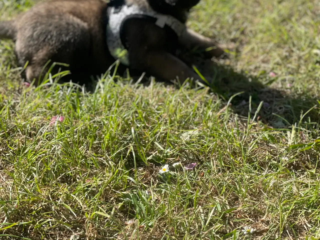 Billede 7 - hundehvalp 