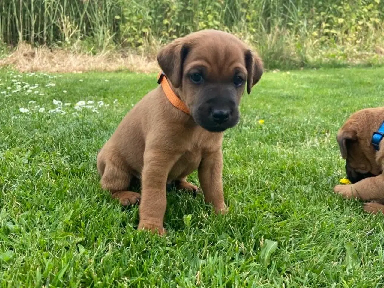 Billede 4 - Westfalen terrier kryds. 