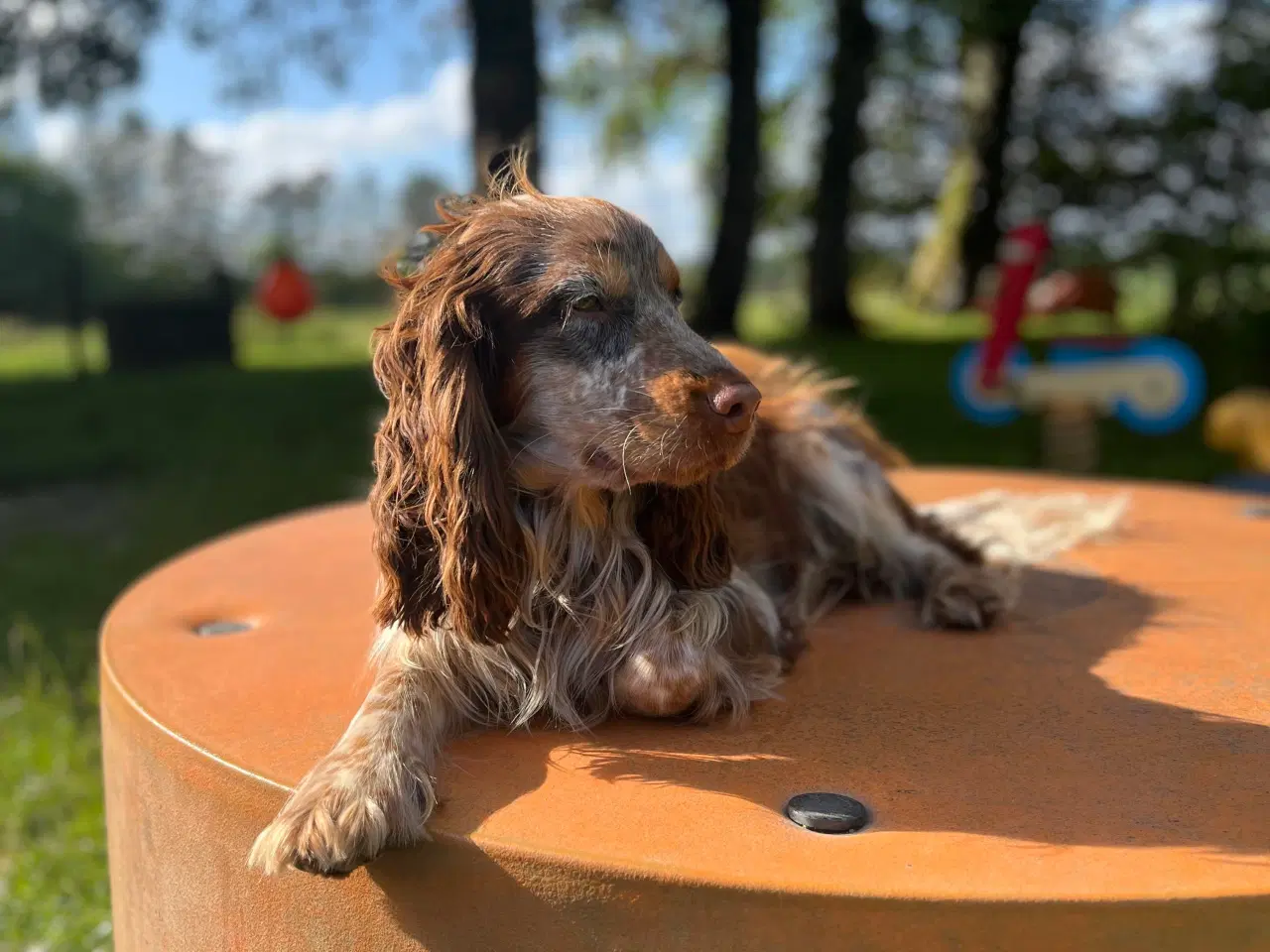 Billede 6 - Cocker spaniel 