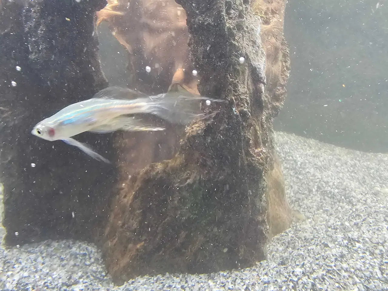 Billede 5 - Div. selskabsfisk søger ny balje