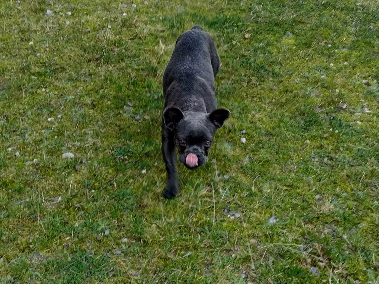 Billede 7 - Fransk bulldog han m stambog