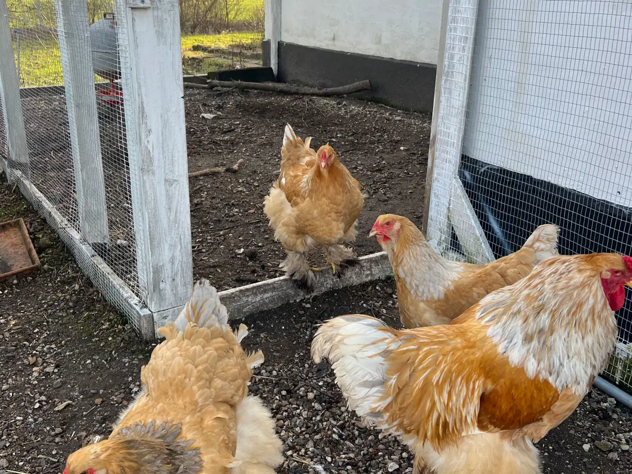 Billede 1 - Brahma høns + hane