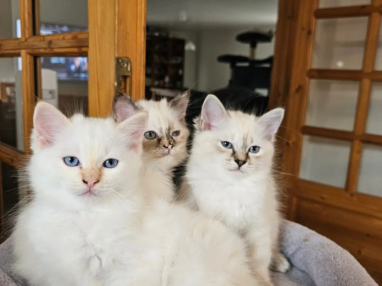Billede 3 - Hellig birma/ragdoll blandinger