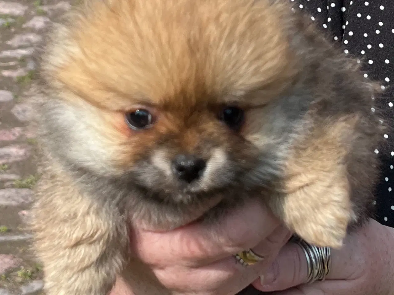 Billede 3 - Pomeranian blandings hvalpe