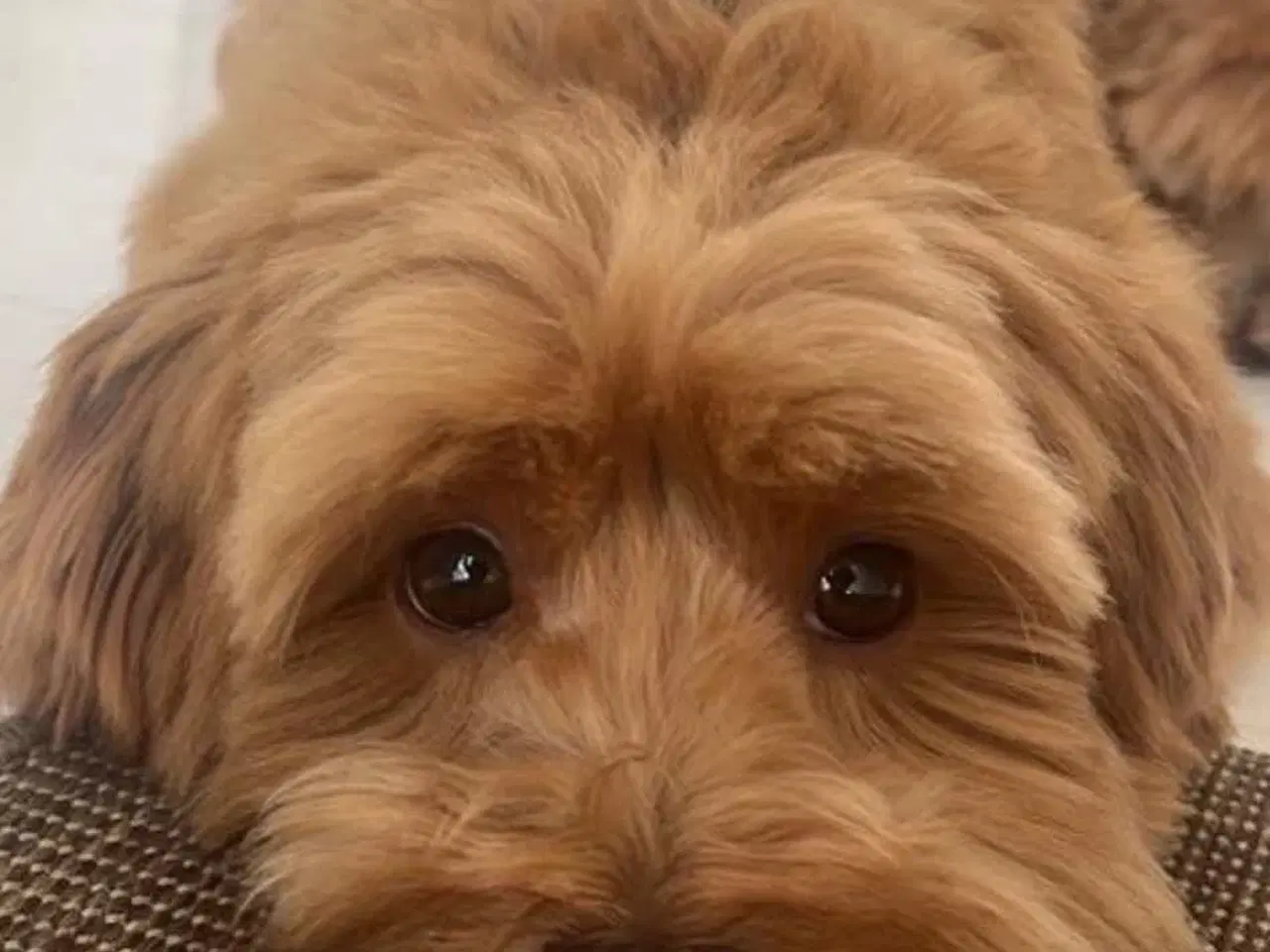 Billede 12 - Små chokoladefarvede uldtotter 🤎