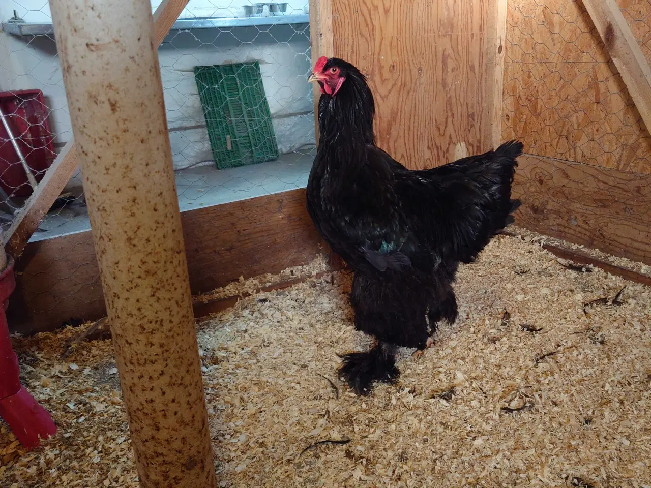 Billede 1 - Brahma Hane 