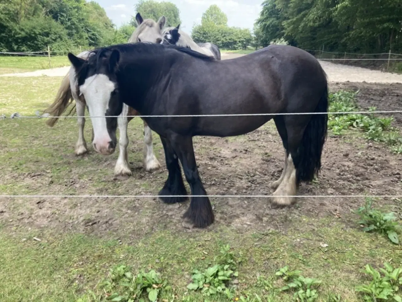 Billede 2 - Irish cob hoppe