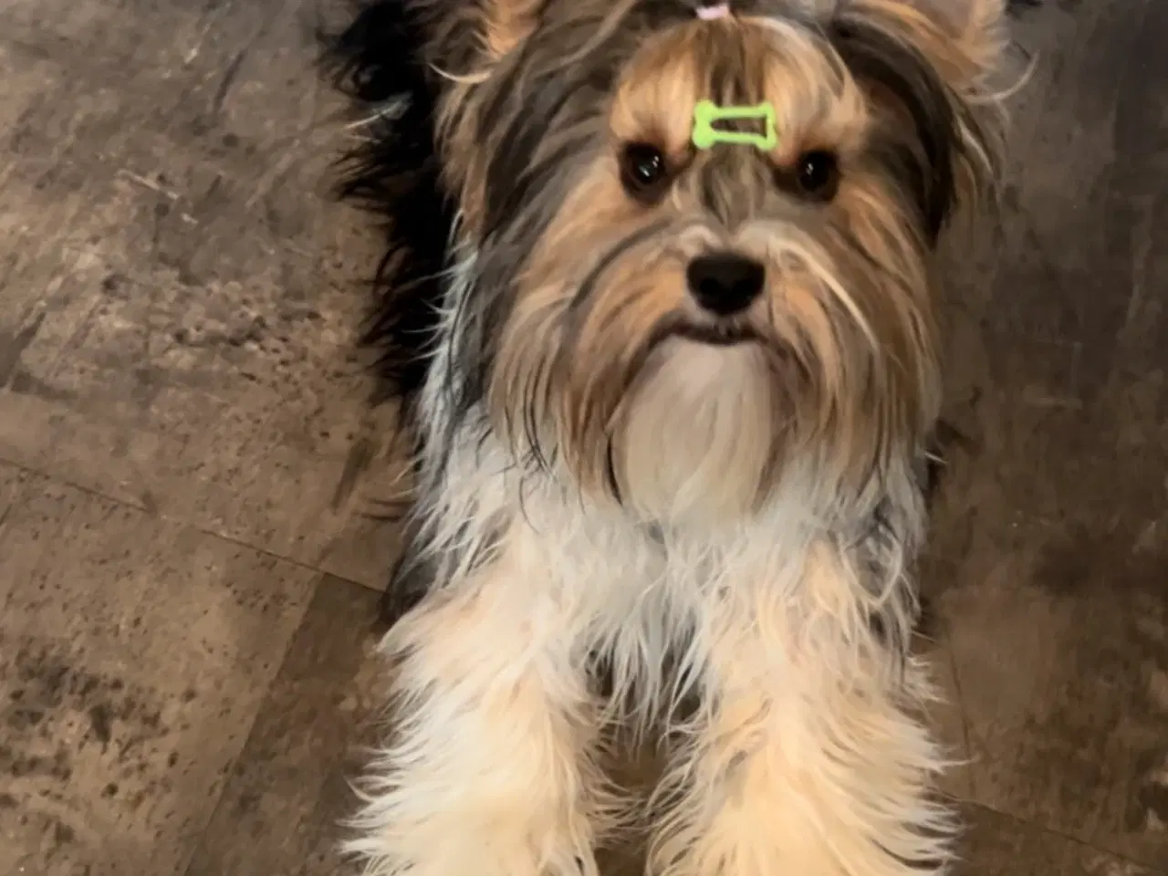 Billede 1 - Biewer Terrier til avl – parring tilbydes