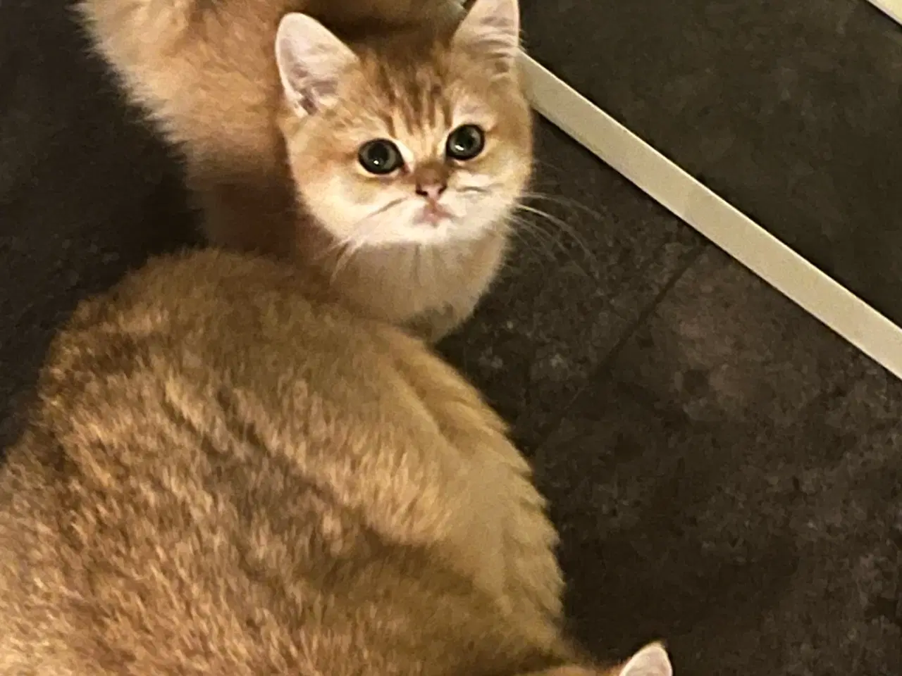 Billede 1 - Søde Katkællinger