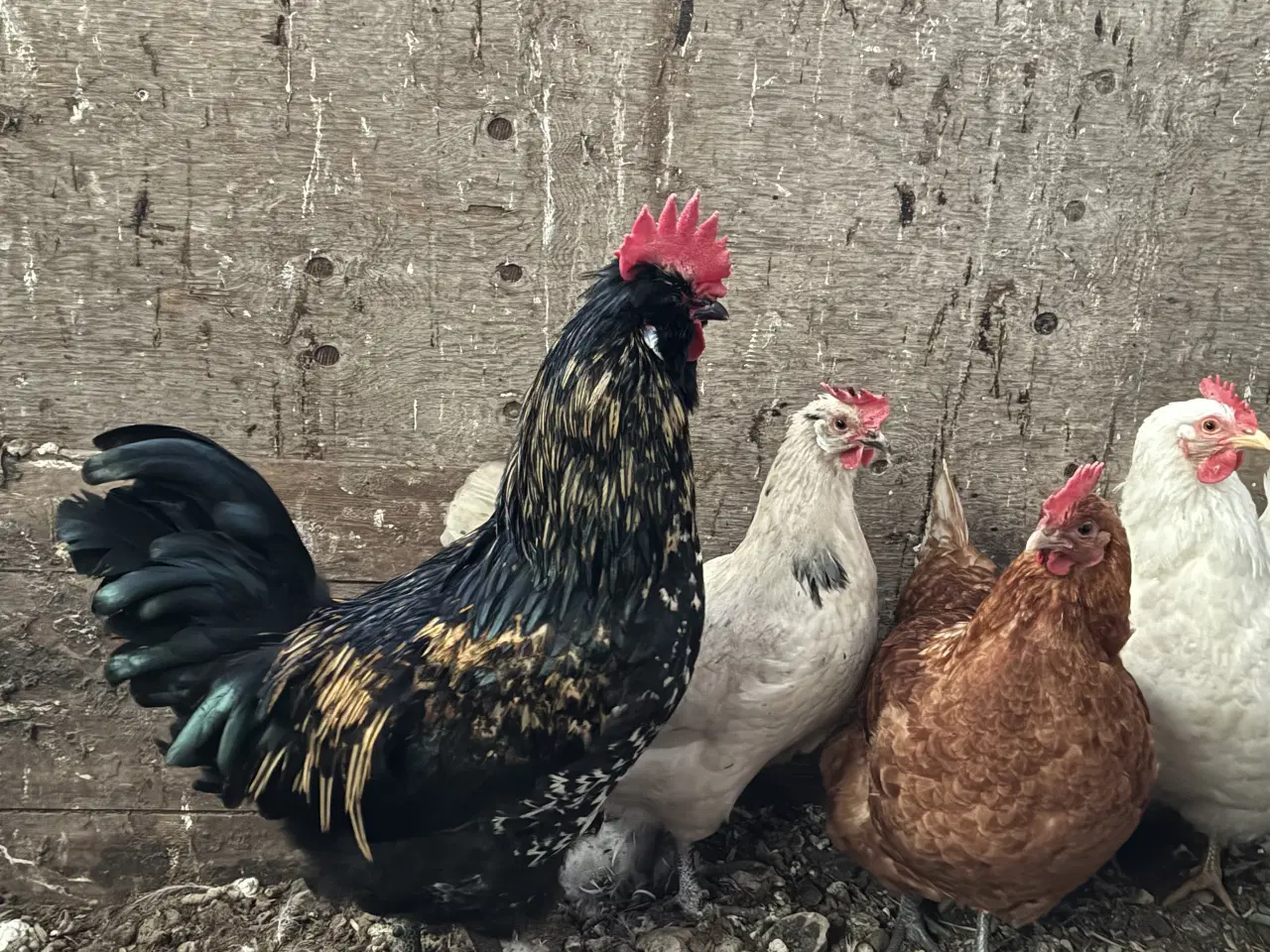 Billede 3 - Smuk kobber rød Ayam-amerikaner