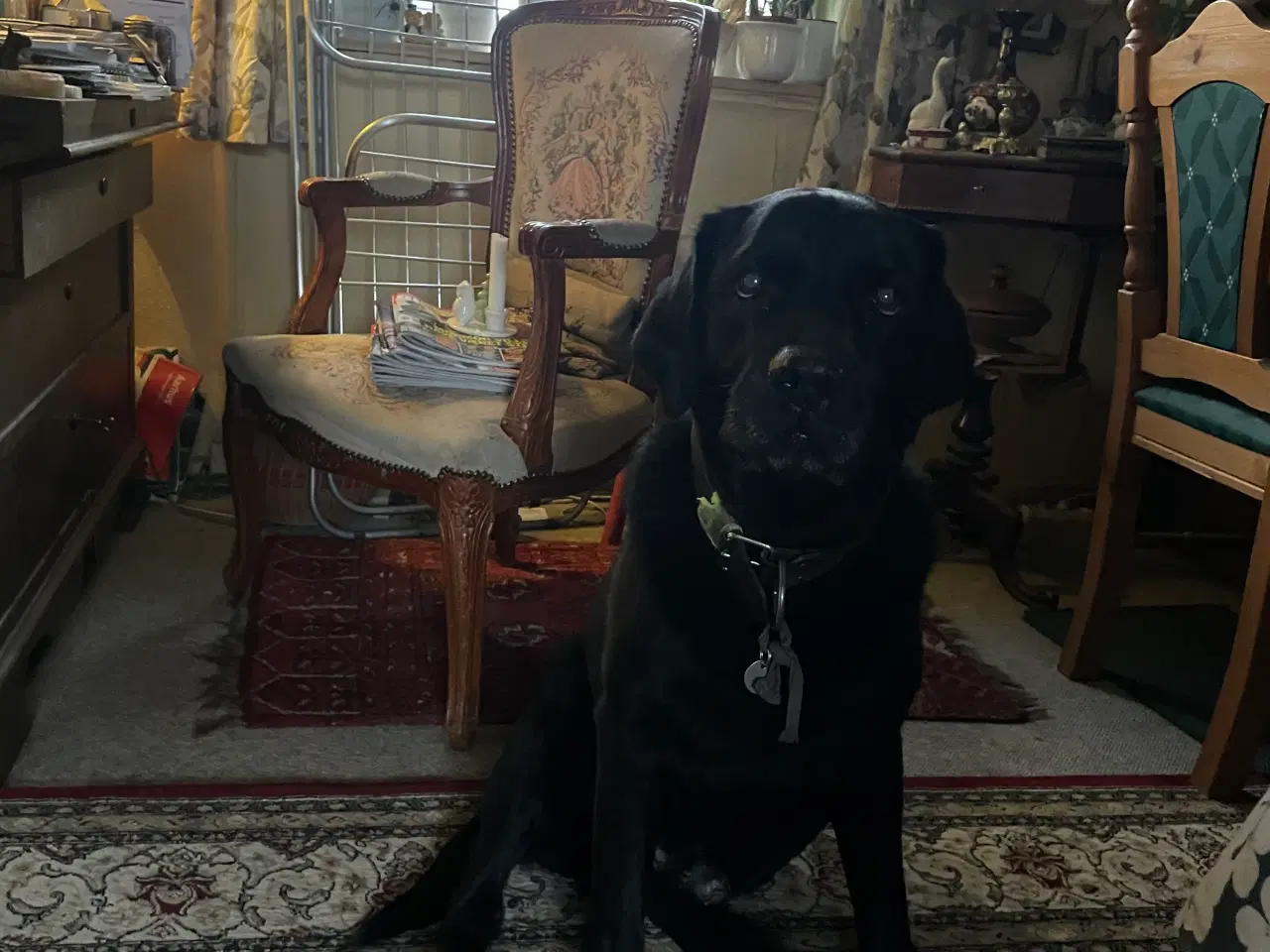 Billede 1 - Labrador hanhund sød og venlig