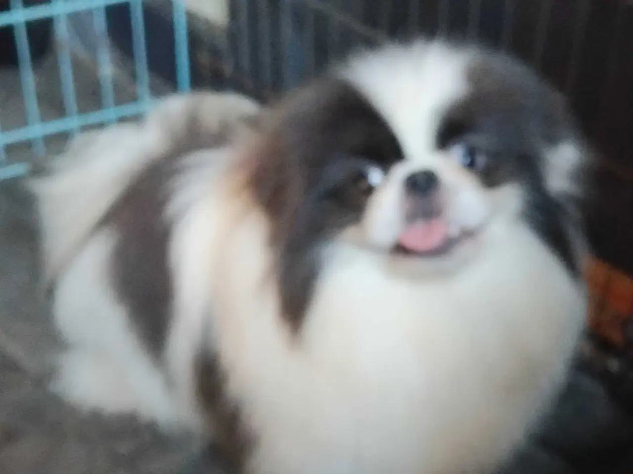 Billede 4 - Blå pekingeser hanhund 1 år