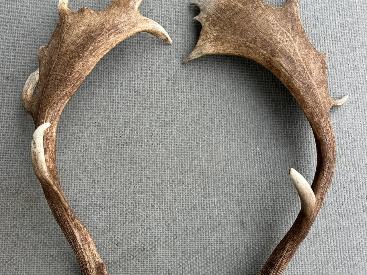 Billede 1 - Store flotte kastestænger fra dåhjorte sælges