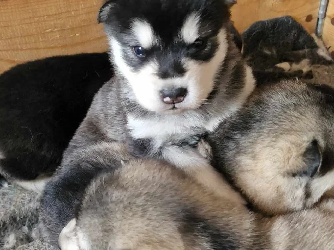 Billede 4 - Alaskan Malamute hvalpe til salg –smukke og sunde!