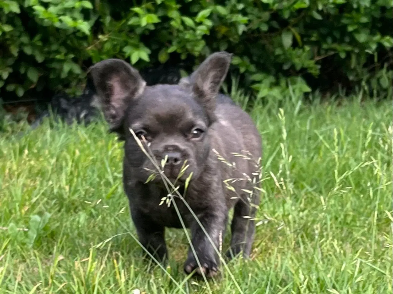 Billede 5 - Fluffy fransk bulldog med stamtavle