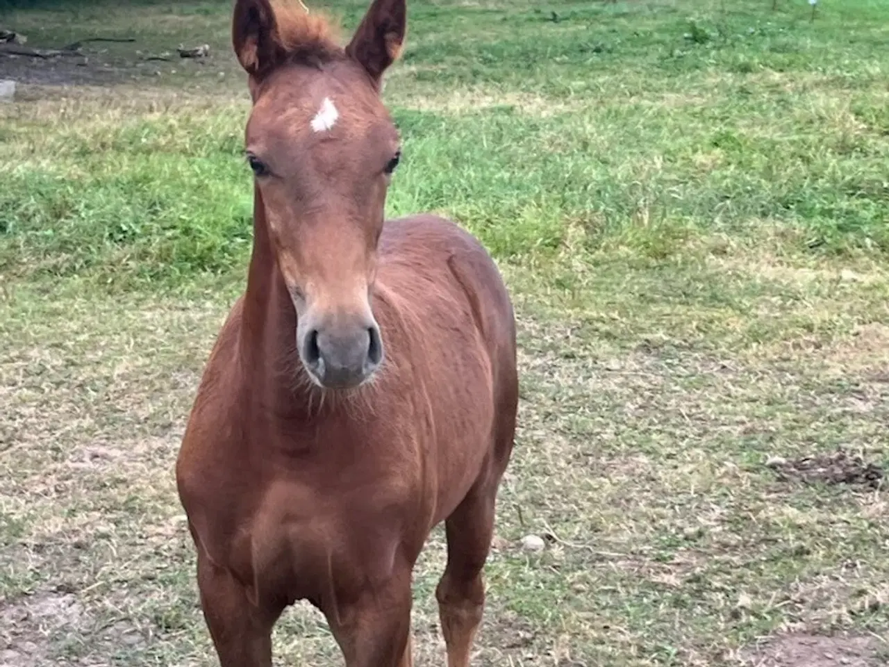 Billede 1 - oldenborg bl.