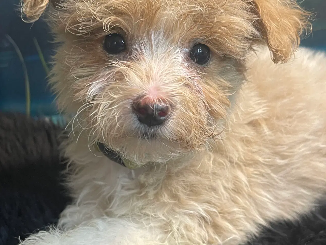 Billede 20 - Maltipoo  få rejseklar 