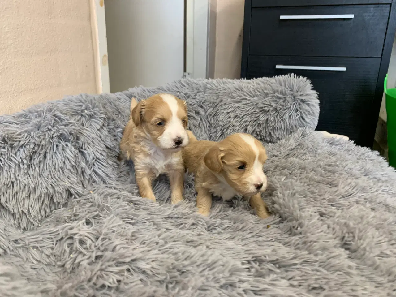 Billede 7 - Små fine Maltipoo babyer 