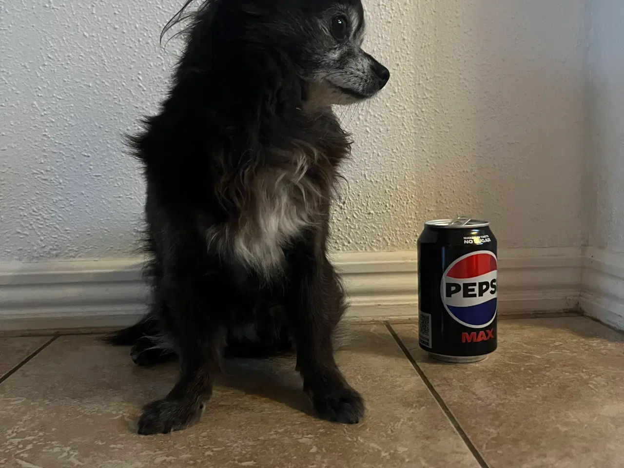 Billede 3 - Chihuahua han tilbydes til parring/avl 