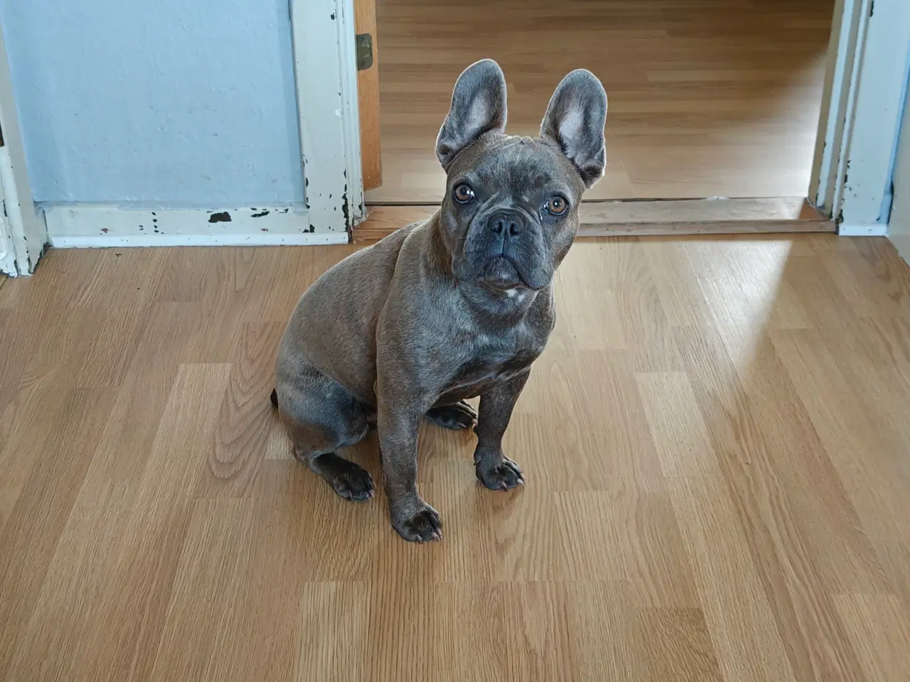 Billede 2 - Fransk bulldog 10 mdr