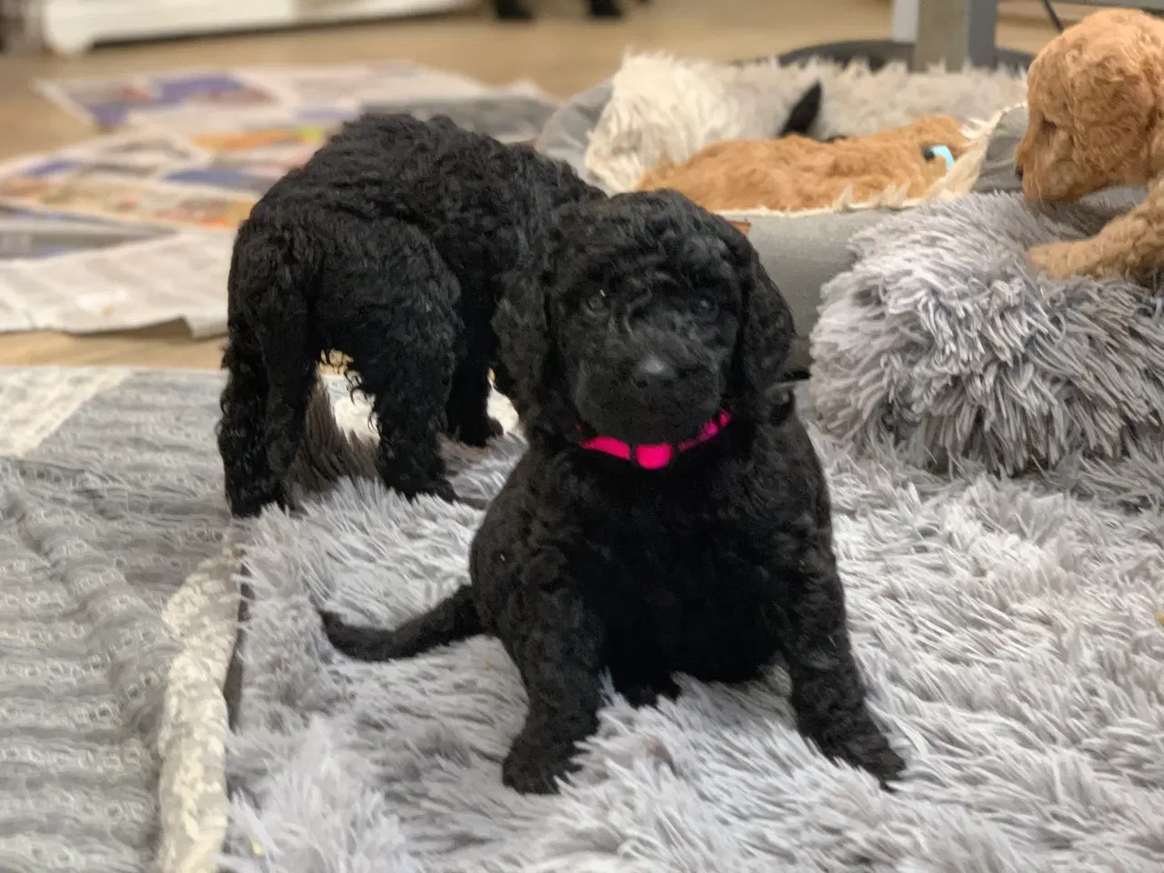 Billede 6 - De skønneste Golden Doodle F1B babyer