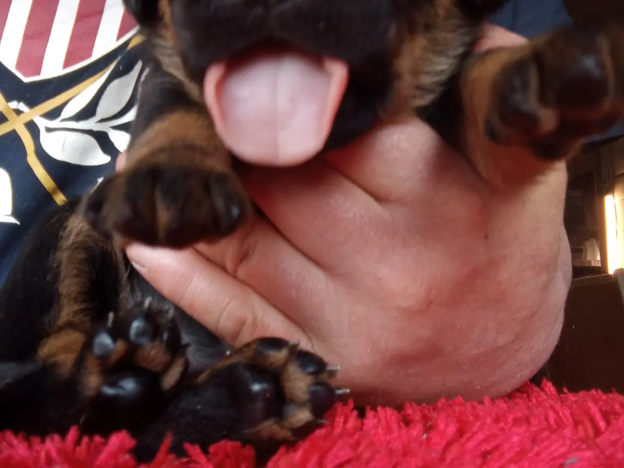 Billede 4 - Rottweiler x Cane Corso mix 