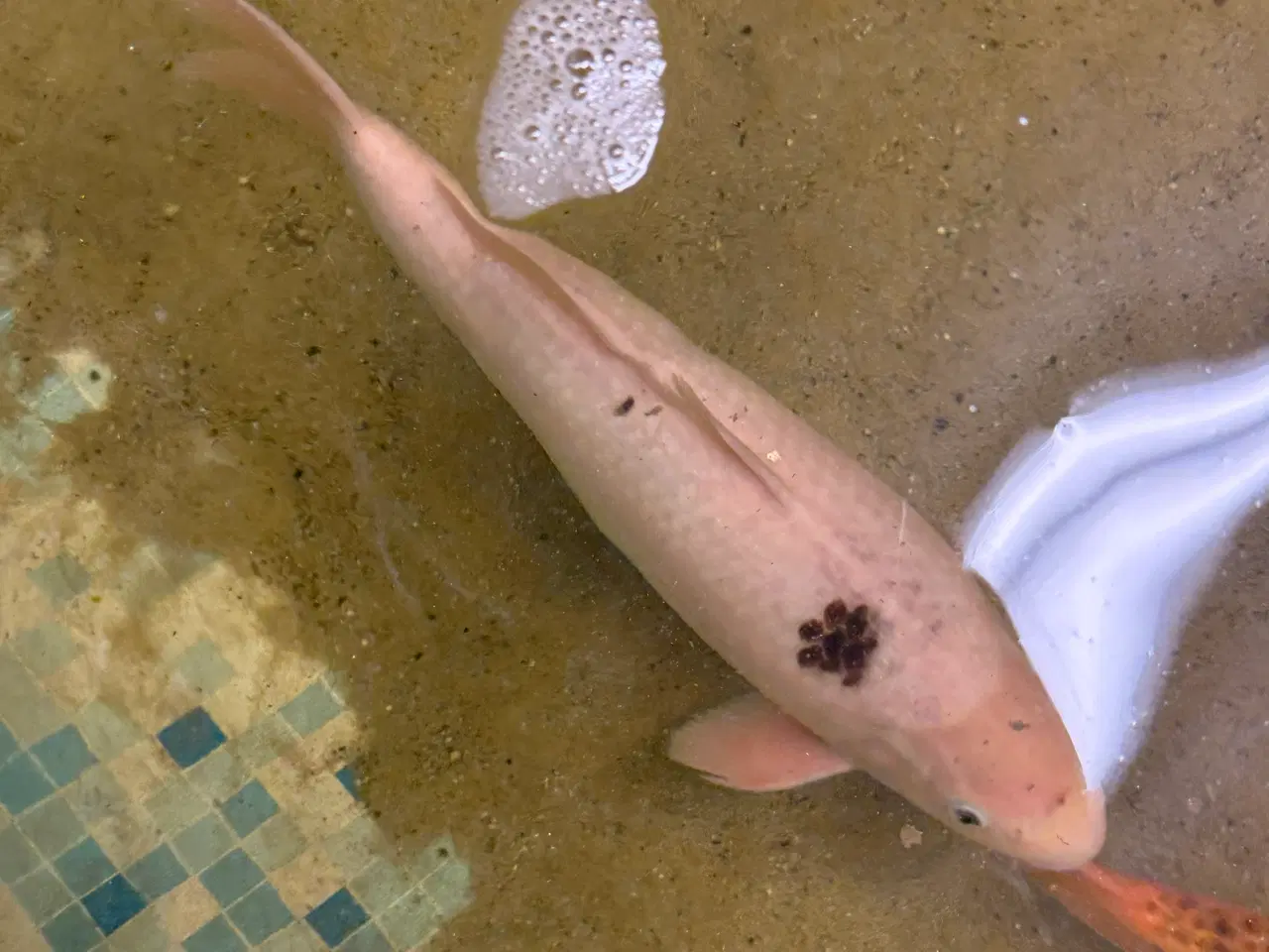 Billede 5 - Koier til salg 