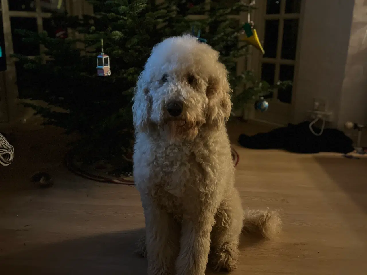 Billede 10 - Goldendoodle 
