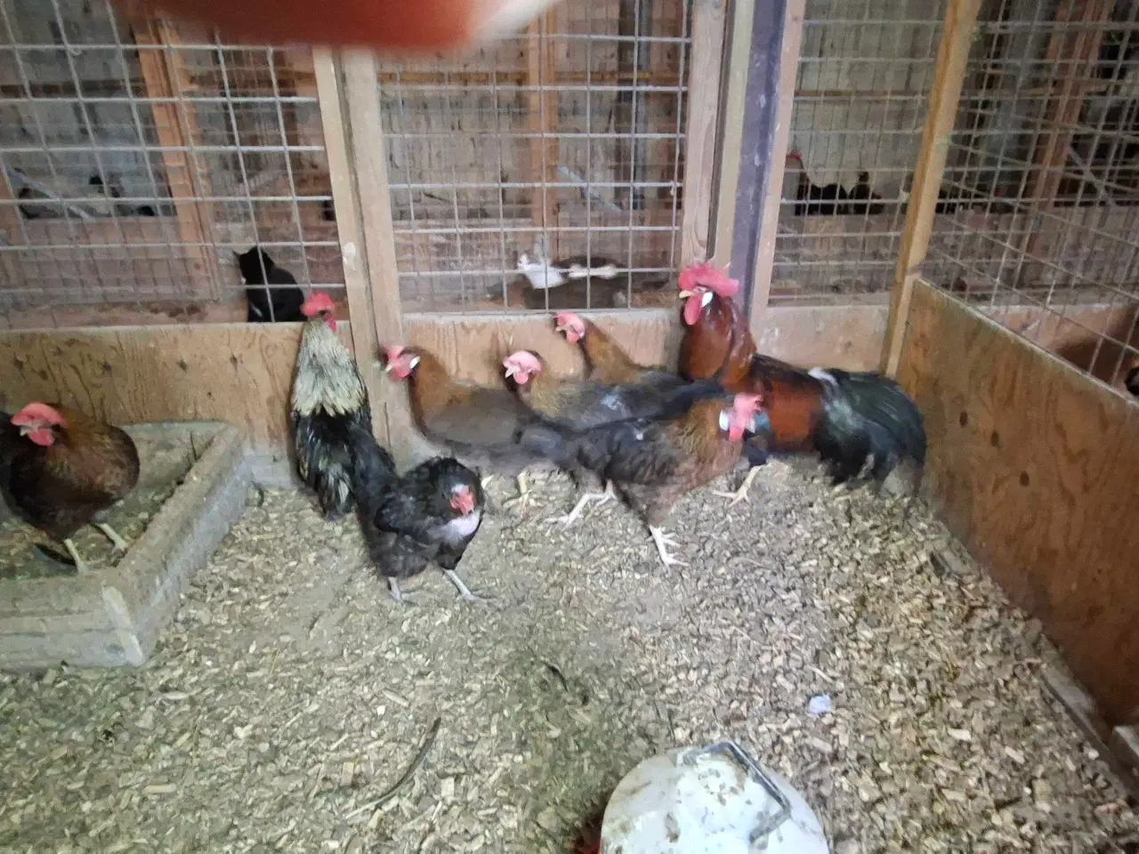 Billede 1 - Høns