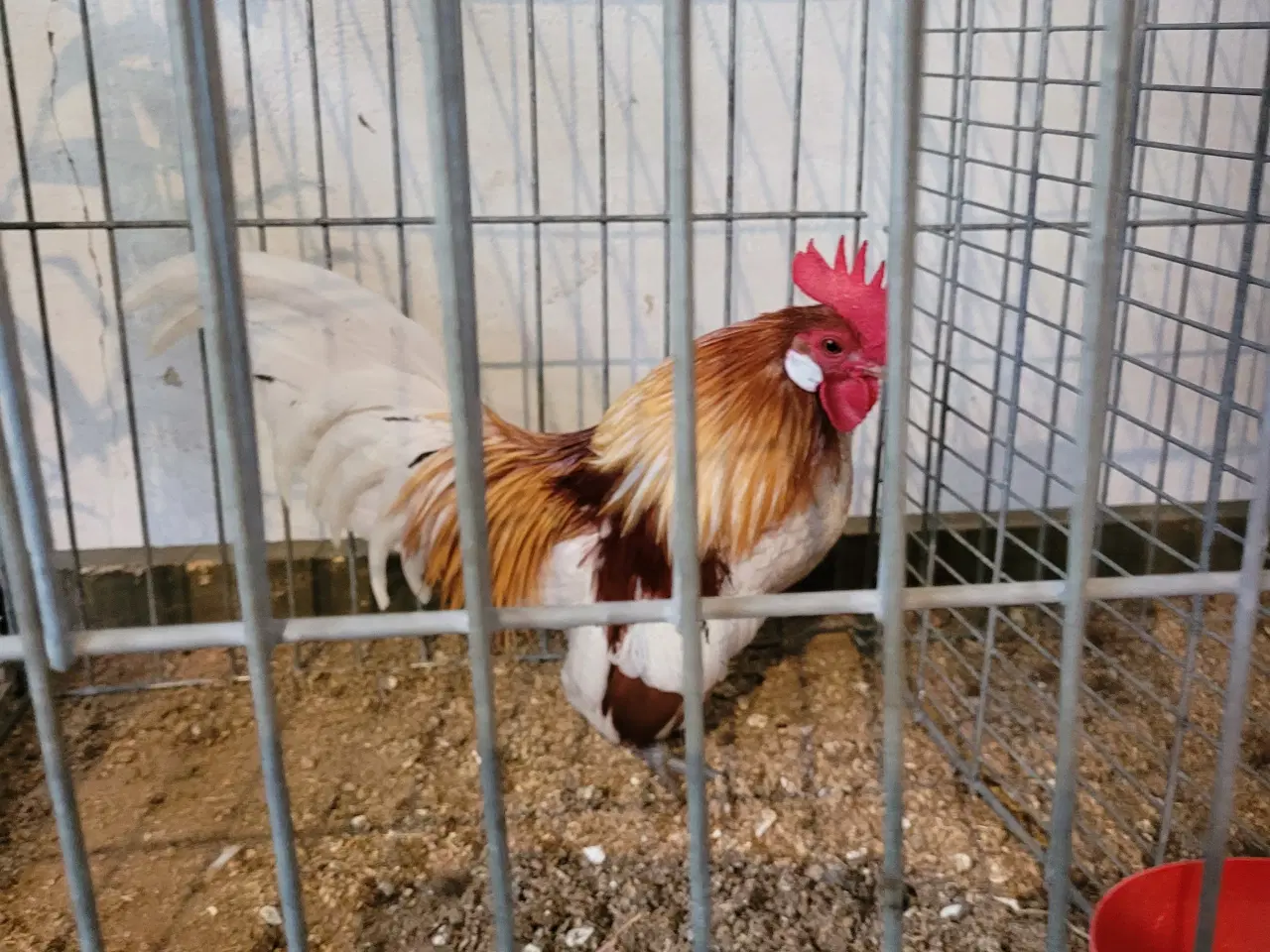 Billede 2 - RUGE ÆG 