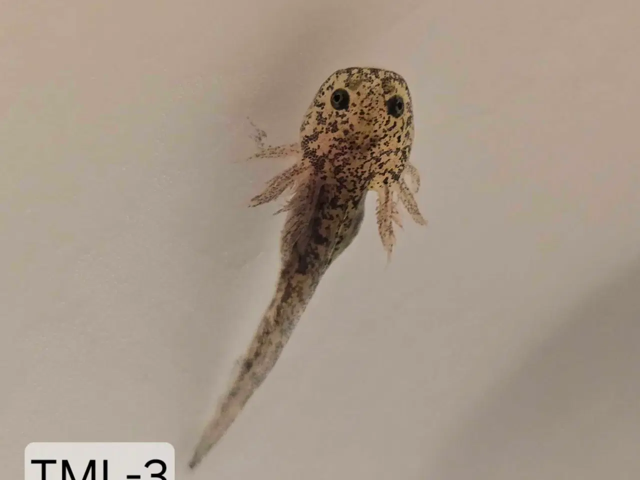 Billede 3 - Sjældene Axolotl unger m. Stamtavle 