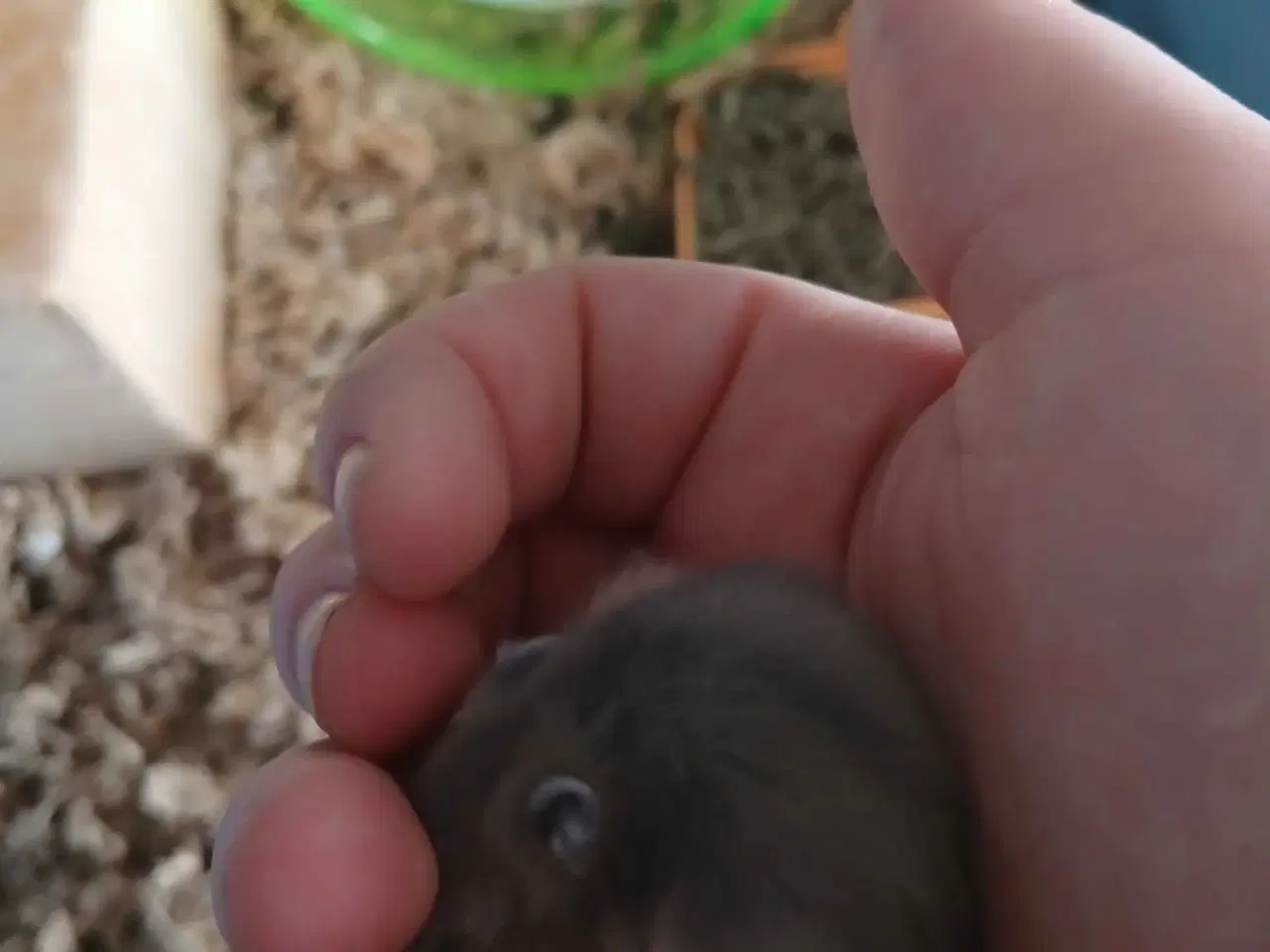 Billede 1 - Dværghamster unger 