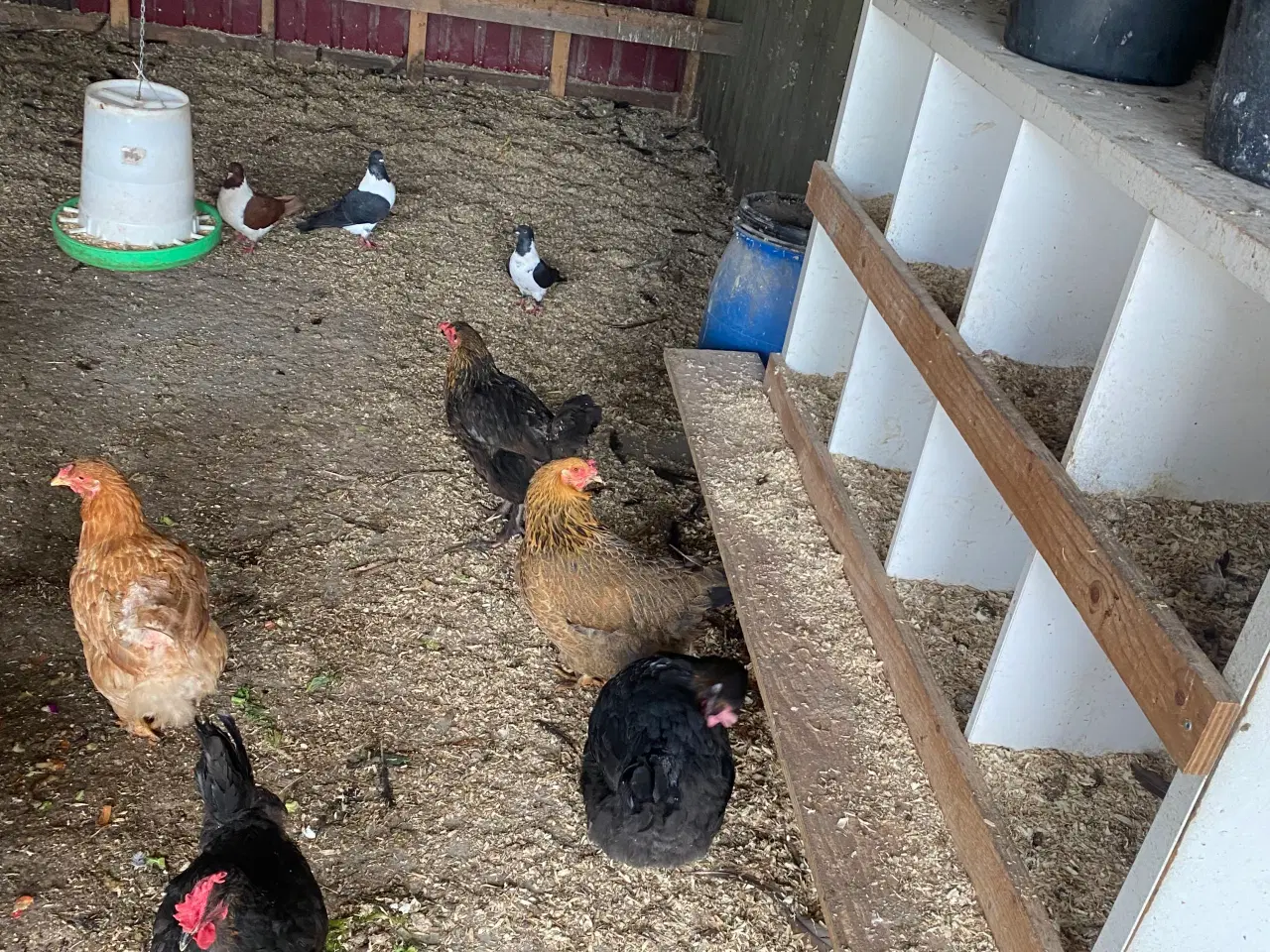 Billede 4 - Æglæggende høns bl.a. race
