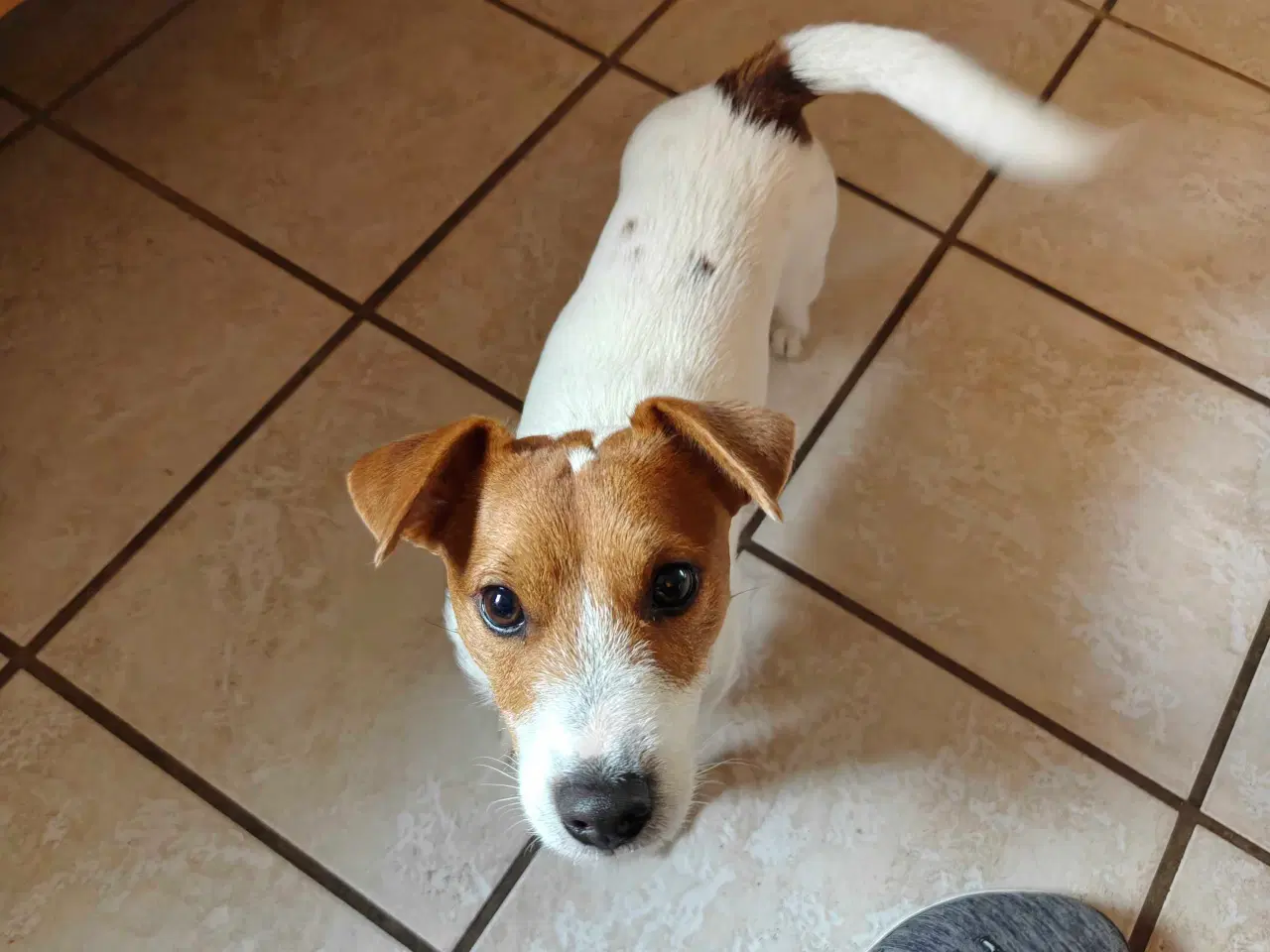 Billede 1 - Jack Russell Terrier Han