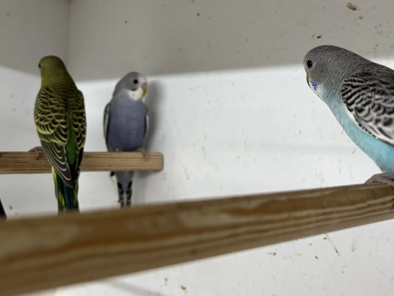 Billede 6 - Australske undulater 