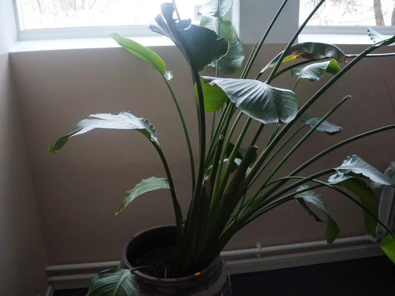 Billede 4 - Stueplante