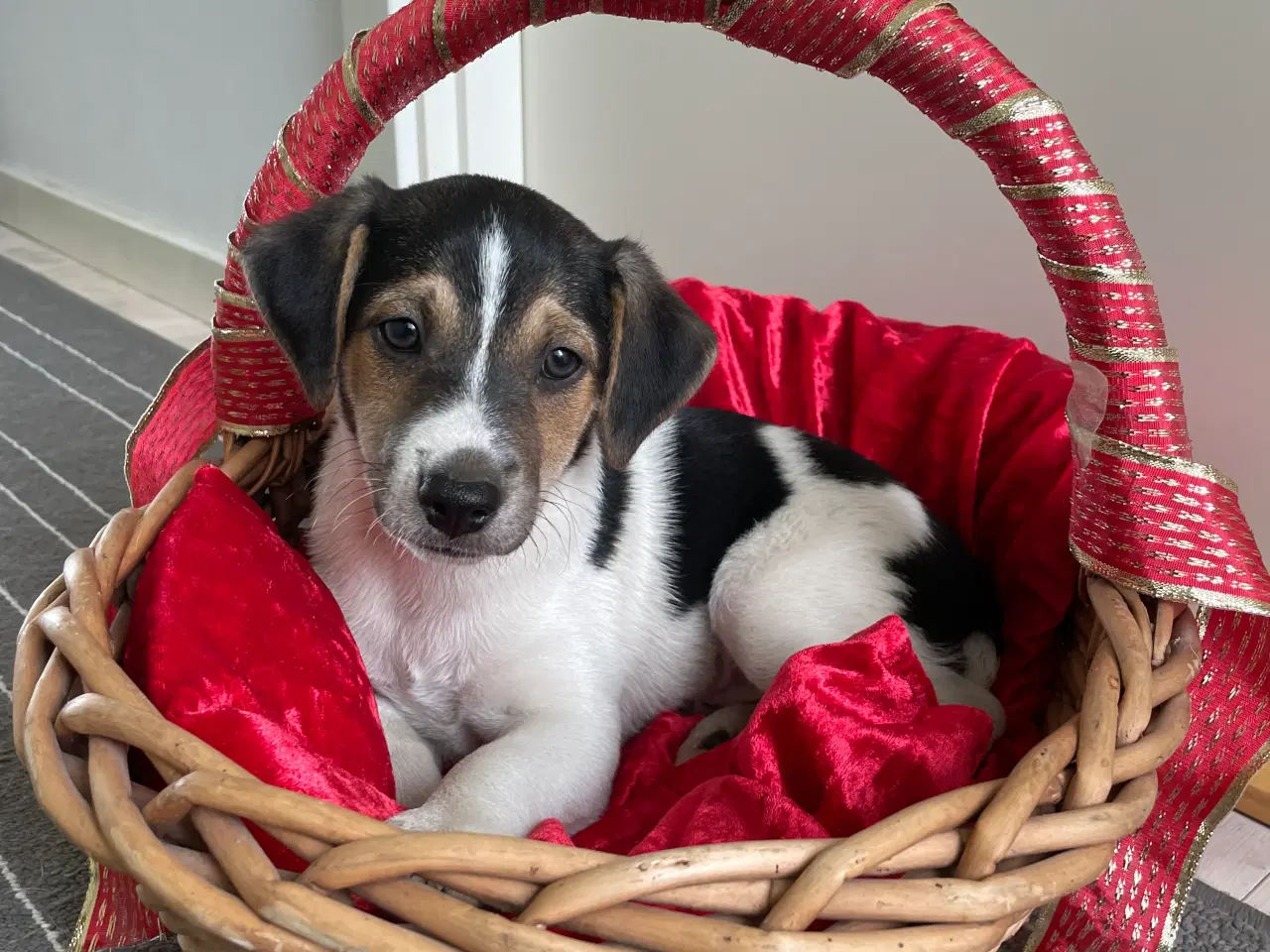 Billede 4 - Dansk svensk Gårdhunde hvalpe