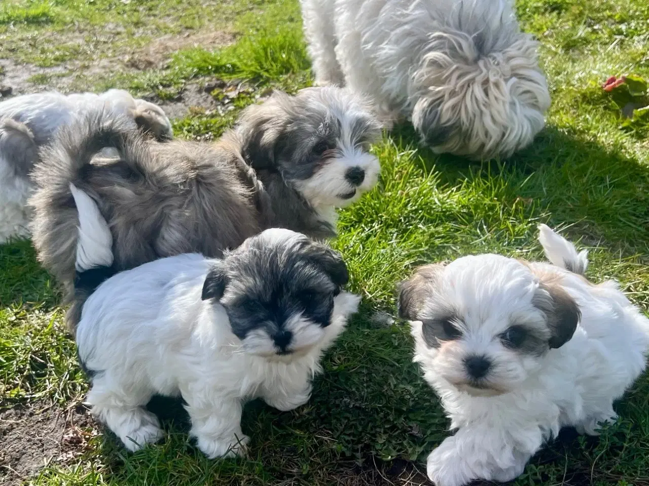 Billede 3 - Skønneste og gladeste tævehvlap
