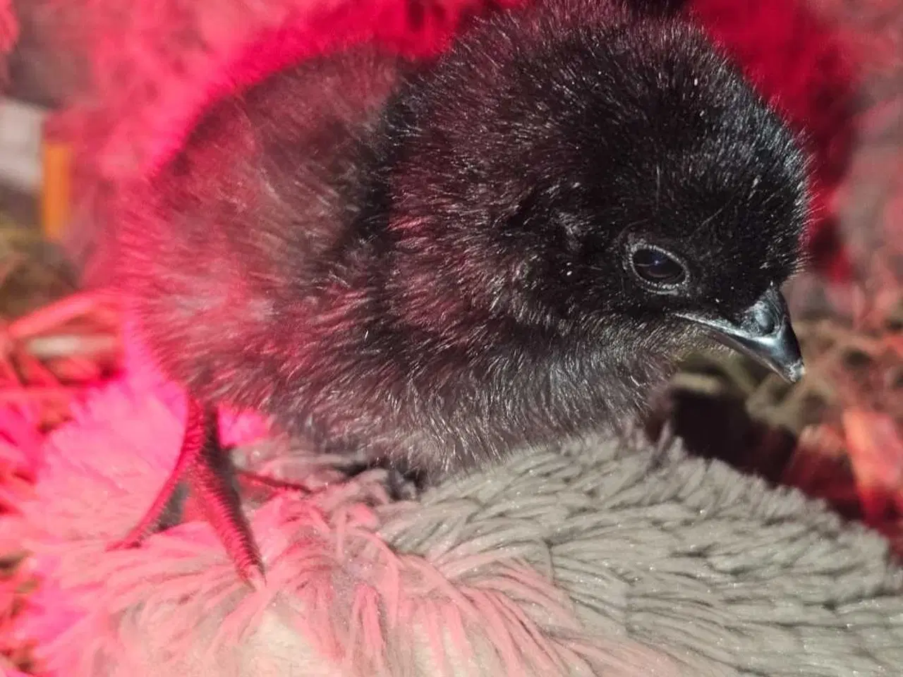 Billede 2 - Ayam Cemani rugeæg 