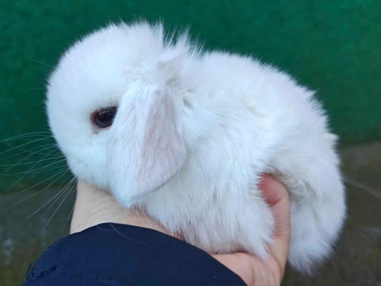 Billede 3 - Minilop hanunge