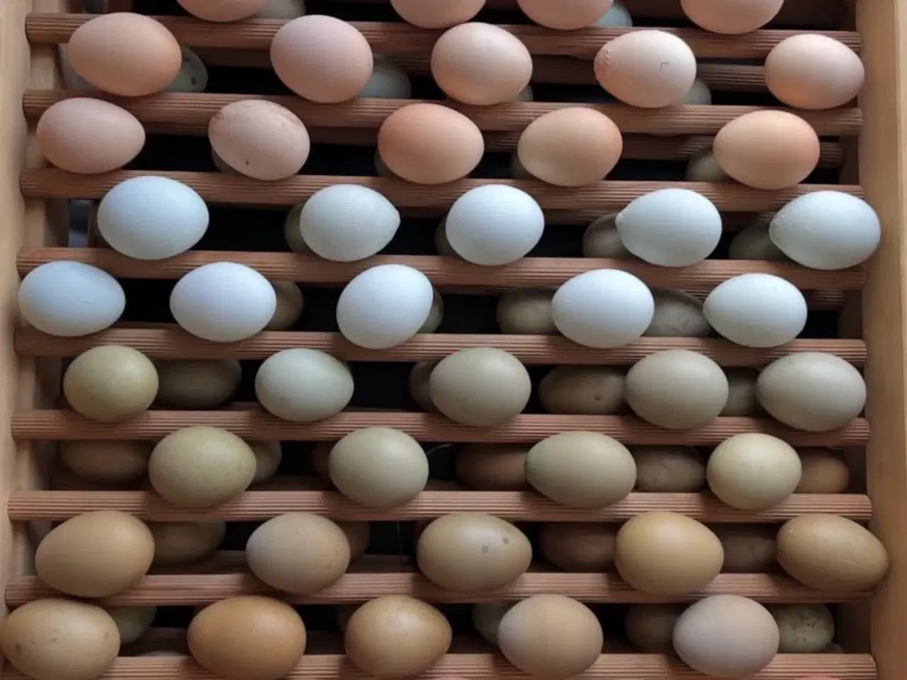 Billede 8 - Kyllinger i forskellige aldre