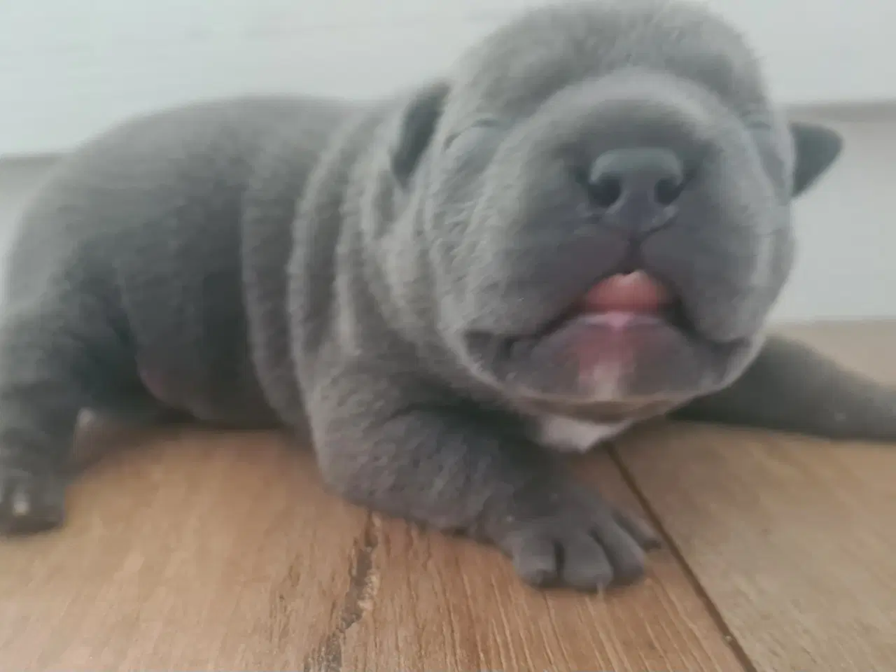 Billede 2 - Blu Dreng Abkc American Bully 